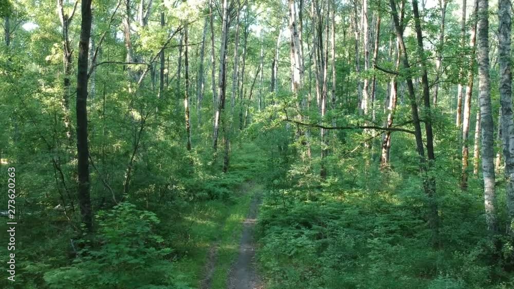 Dense forest. Aerial shooting from the drone. Dense forest. Aerial shooting from the drone.