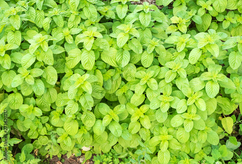 Cultivation of organic mint in a spring day