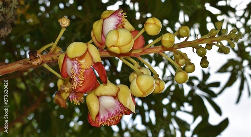 Cannonball buds close up thailand photo