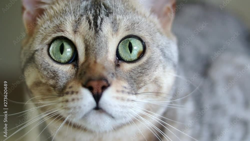 Close-up portrait of a beautiful grey purebred Bengal cat with green eyes. Slow motion footage. Close-up portrait of a beautiful grey purebred Bengal cat with green eyes. Slow motion footage.