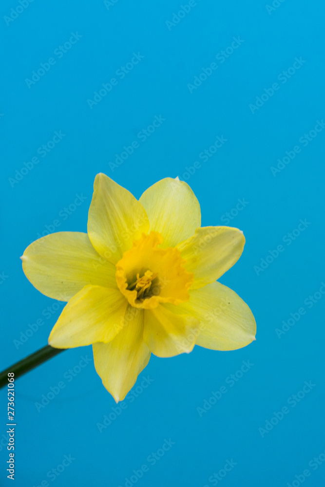 Fototapeta premium One bright beautiful yellow Narcissus on blue background. Fresh spring concept. Flat lay vertical composition with copy space for text