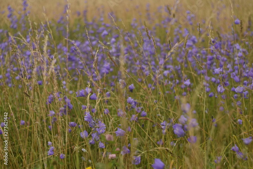 knapweed on flower field