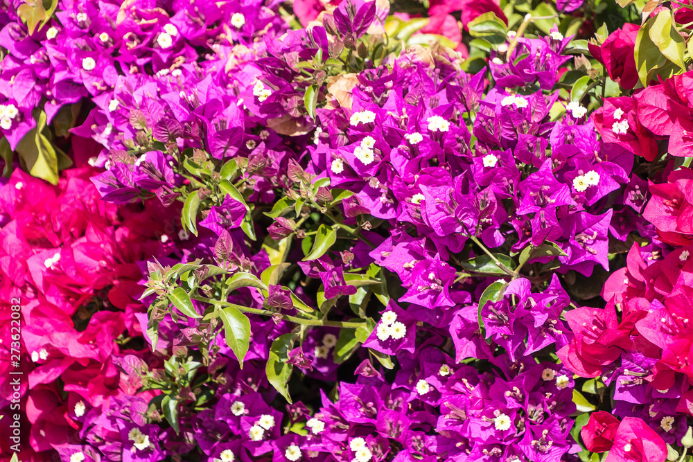 Purple and pink Bougainvillea spectabilis (Paperflower) background 