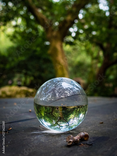 Tree reflection in glass ball on wood table