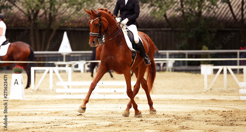 Dressage horse in close-up on a dressage competition during a class M..