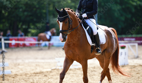 Dressage horse in close-up on a dressage competition during a class M..