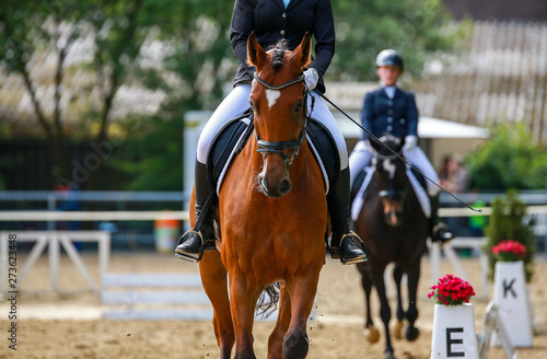 Dressage horse in close-up on a dressage competition during a class M..