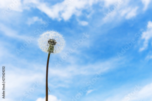 Dandelion on a background of blue sky with clouds.