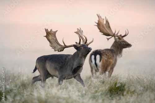 Fallow deer standing in forest photo