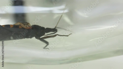 Y - shaped olfactometer experiment testing Chagas bug