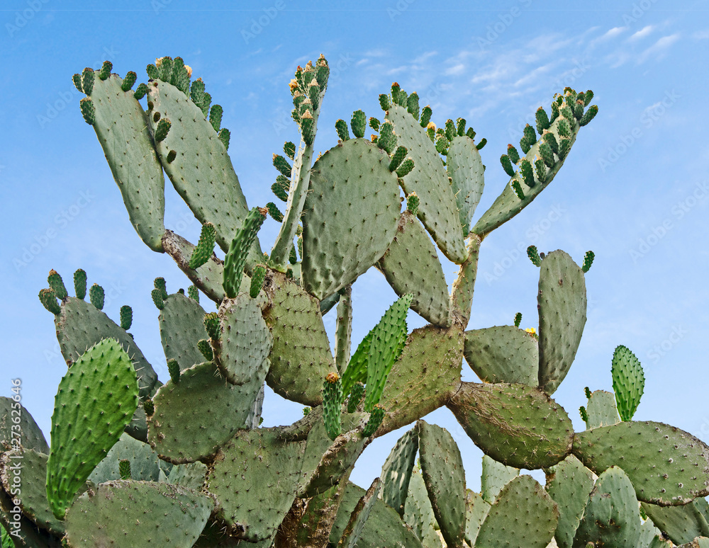 Close up of cactus on sky background Close up of cactus on sky background