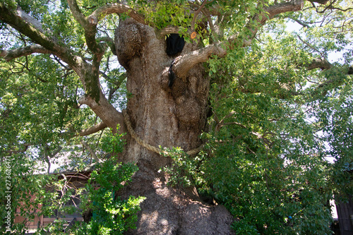 Old camphor tree in Suga shrine of Fujieda city in Shizuoka prefecture, Japan photo