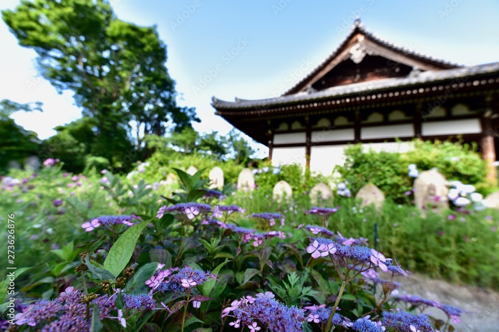同時に咲く日本の寺のアジサイとコスモス 同時に咲く日本の寺のアジサイとコスモス