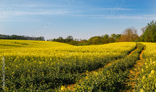 The road to the rapeseed field