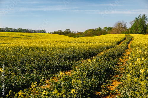 The road to the rapeseed field