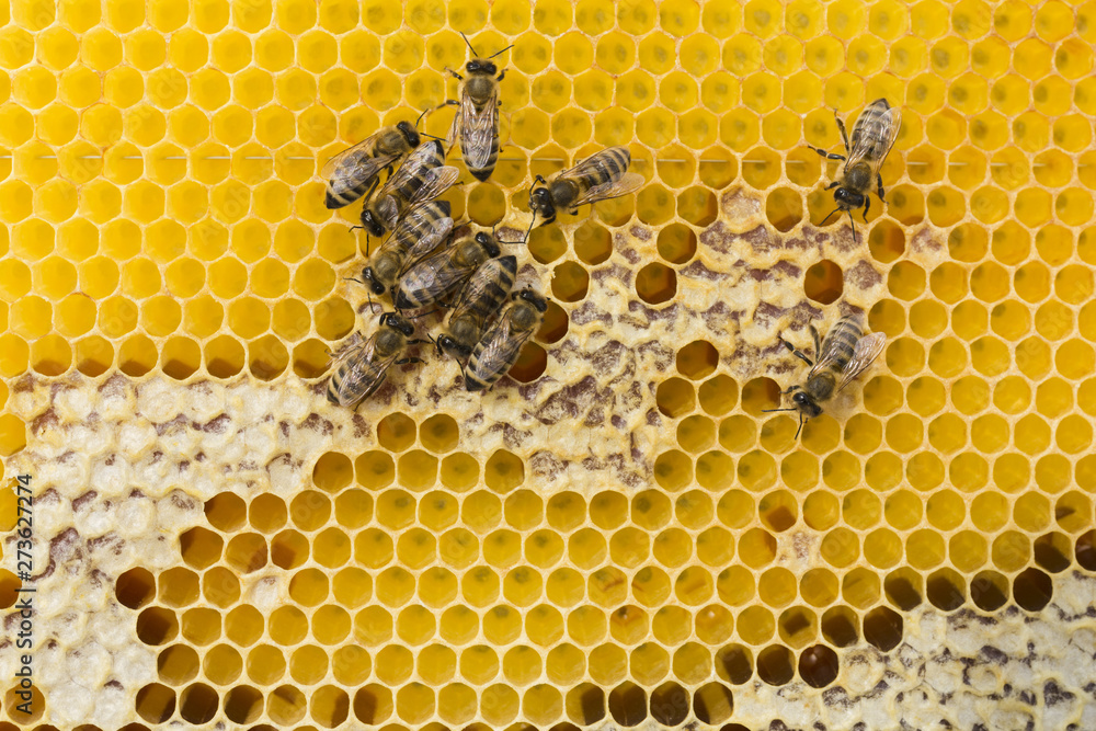 Top view honeycomb Top view honeycomb