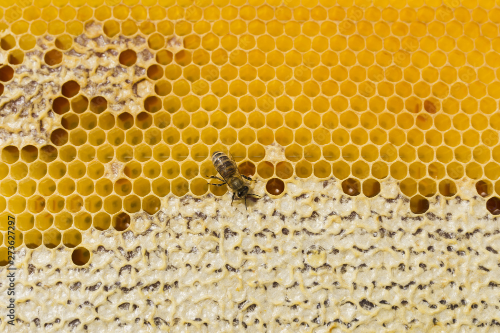 Top view honeycomb Top view honeycomb
