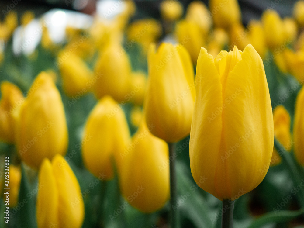 Obraz premium Flowers exhibition at Ptt Herb Garden, Rayong, Thailand