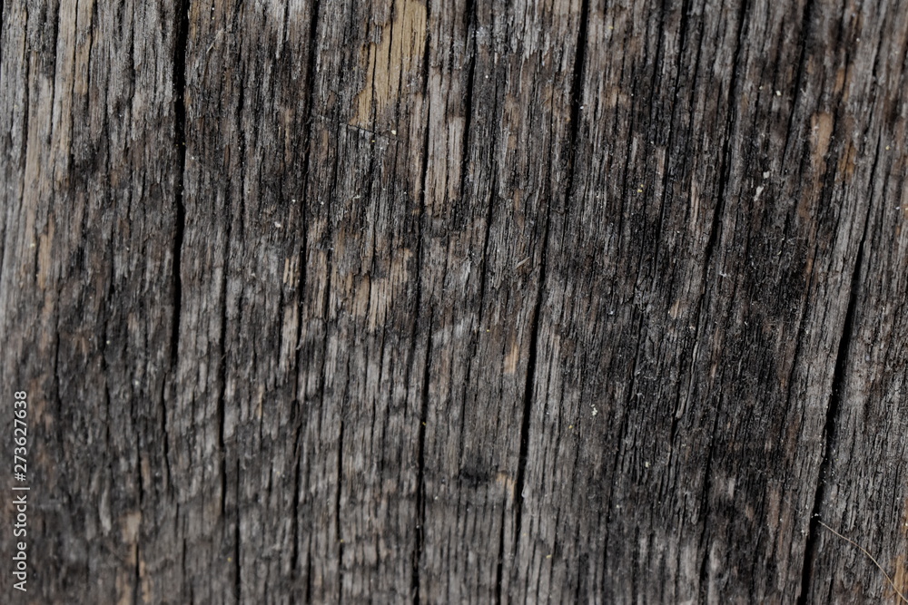 Background Tree Texture wood 