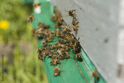 Bees on wood