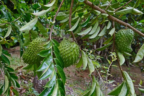 Soursop (Annona muricata) fruit, medicinal plant, Mahe Island, Seychelles, Africa