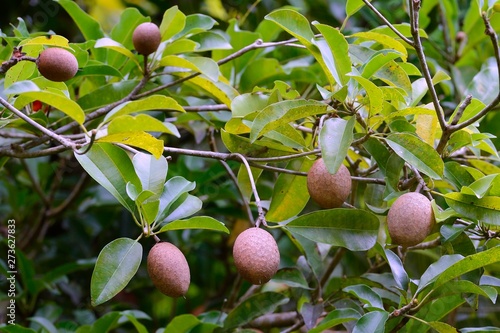 Sapodilla (Manilkara zapota), fruits, Mahe Island, Seychelles, Africa photo