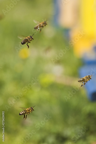 Bees flying