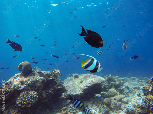 Wimpelfische schwimmen nah an der Wasseroberfläche auf den Malediven