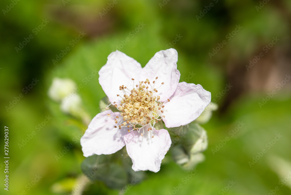 Field rose 2