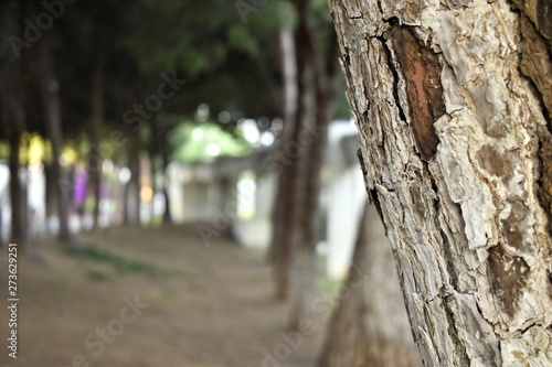 Tree Texture wood nature background