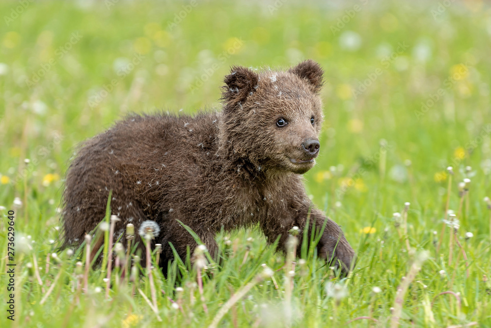 Brown bear cub playing on the summer field Brown bear cub playing on the summer field
