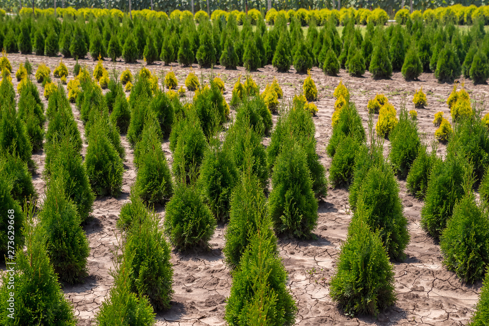 Fototapeta premium Plant nursery in Bulgaria. Young thuja occidentalis in garden center.
