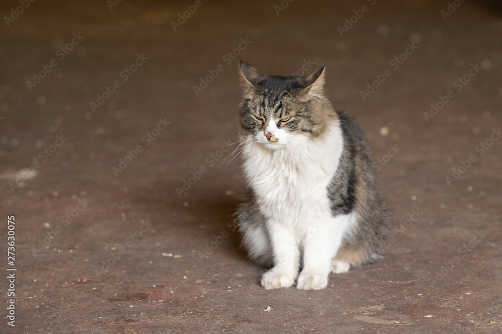 Gray and white cat frightened looking at the camera sitting on the ground in the blurred background Gray and white cat frightened looking at the camera sitting on the ground in the blurred background