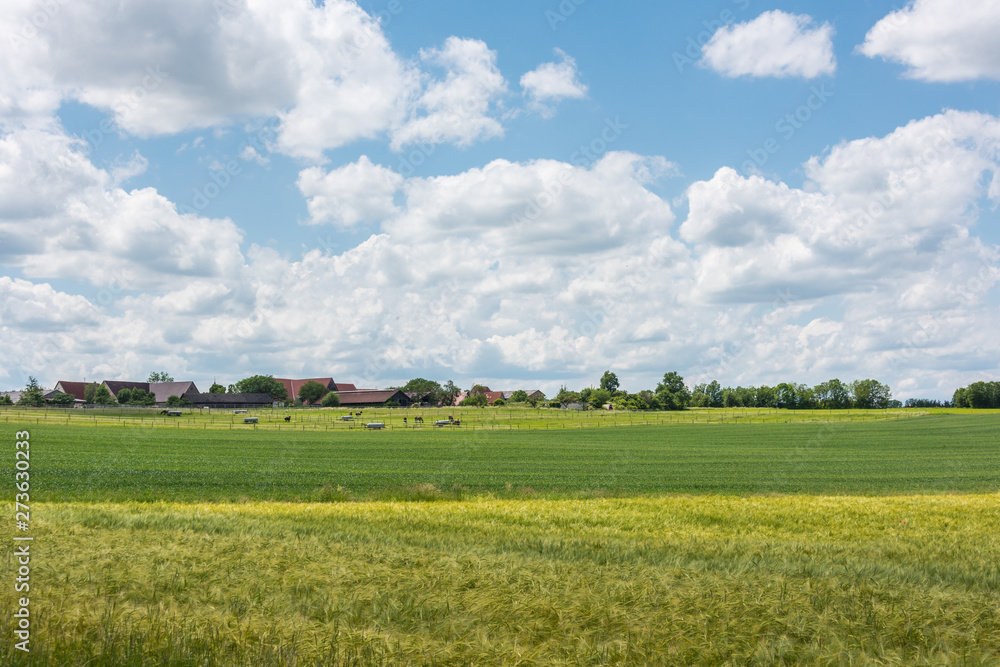 Green field with agriculture meadow and blue sky. Panoramic view to grass on the hill on sunny spring day. Agricultural crops are watching there. Blue sky, beautiful warm day. Green field with agriculture meadow and blue sky. Panoramic view to grass on the hill on sunny spring day. Agricultural crops are watching there. Blue sky, beautiful warm day.