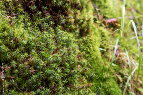 Moss on a rock close-up in a wet envirement photo