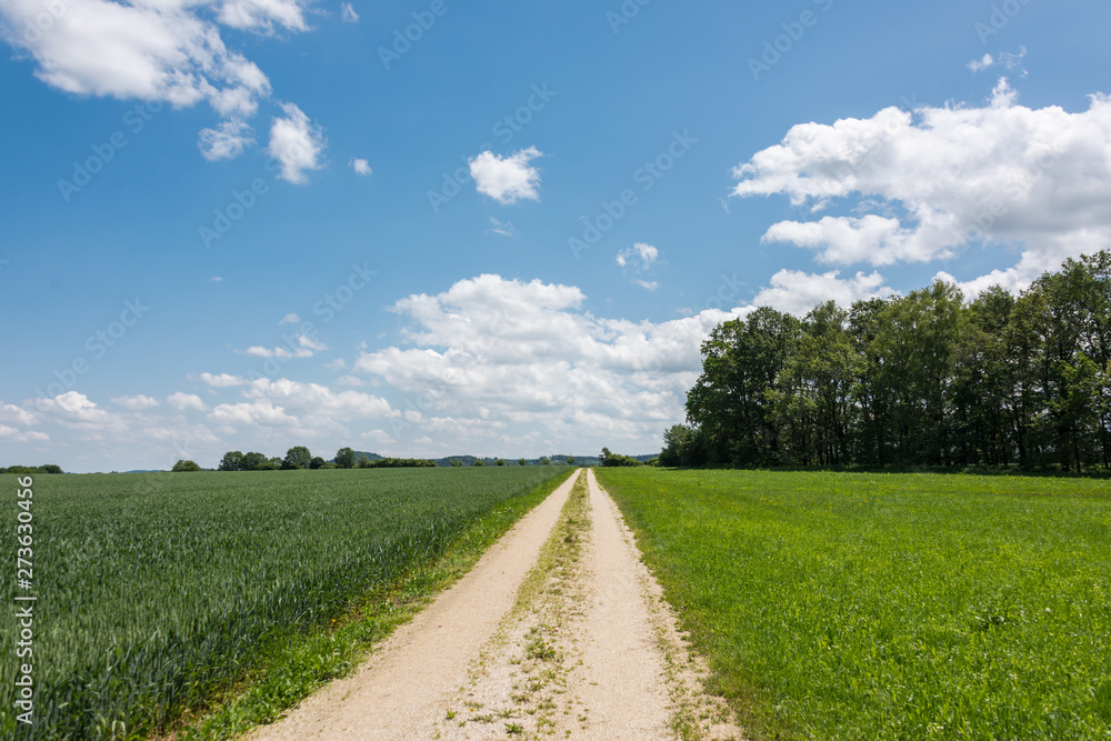 Green field with agriculture meadow and blue sky. Panoramic view to grass on the hill on sunny spring day. Agricultural crops are watching there. Blue sky, beautiful warm day. Green field with agriculture meadow and blue sky. Panoramic view to grass on the hill on sunny spring day. Agricultural crops are watching there. Blue sky, beautiful warm day.