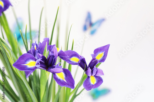 Purple irises on a white background