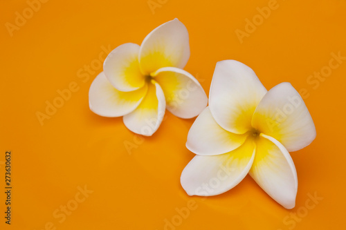 White Yellow Frangipani Flowers Backdrop