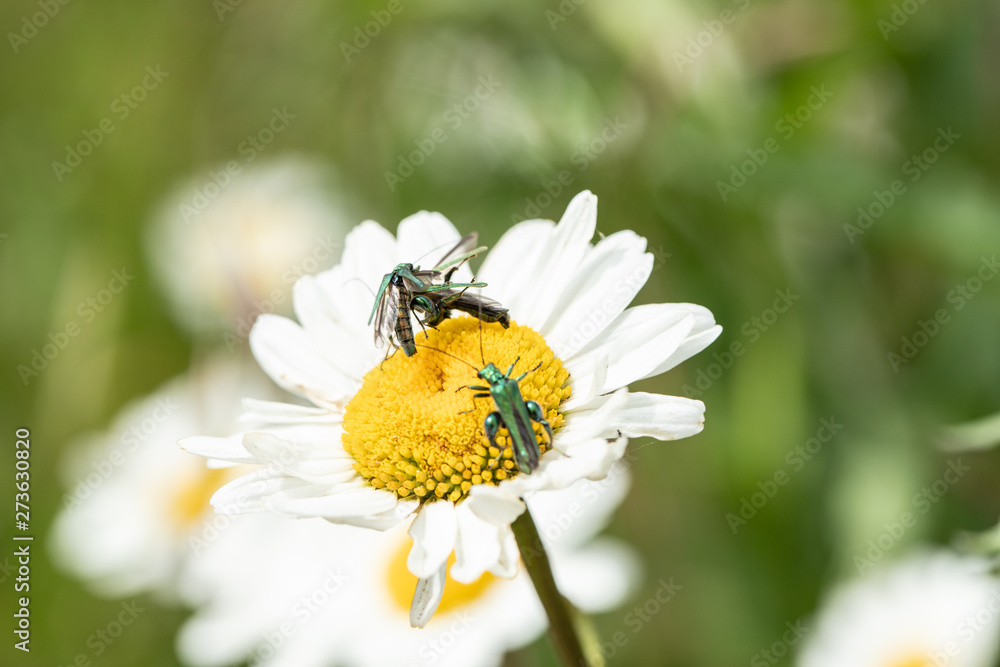 Several oedemera, nobilis, on daisy 2 Several oedemera, nobilis, on daisy 2