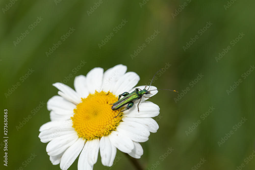 single oedemera, nobilis, on daisy 1 single oedemera, nobilis, on daisy 1