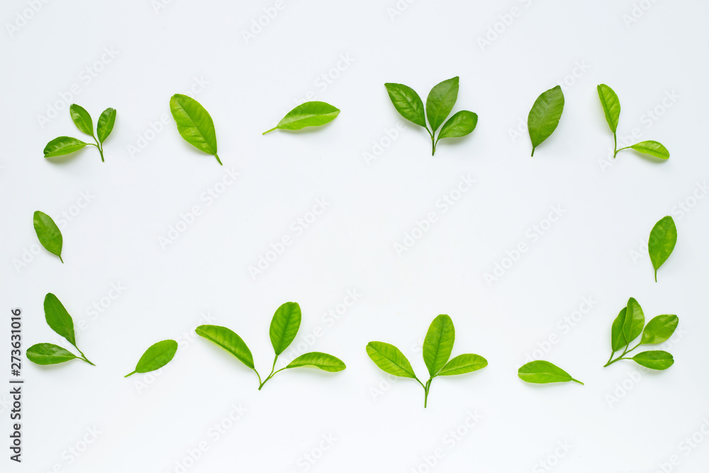 Green leaves on white background. Frame with copy space. Top view