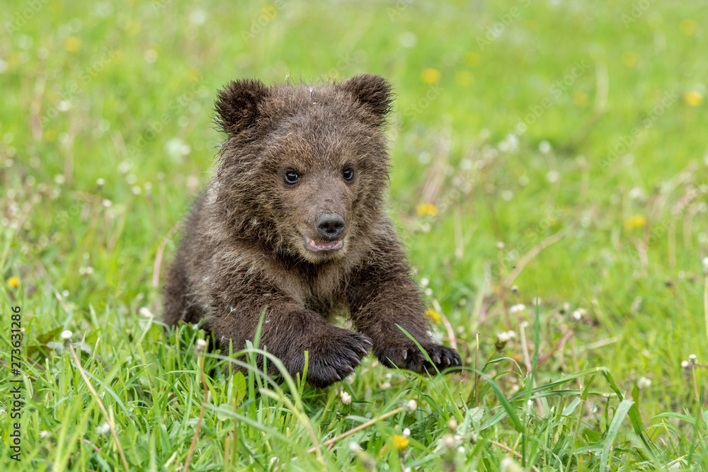 Brown bear cub playing on the summer field Brown bear cub playing on the summer field