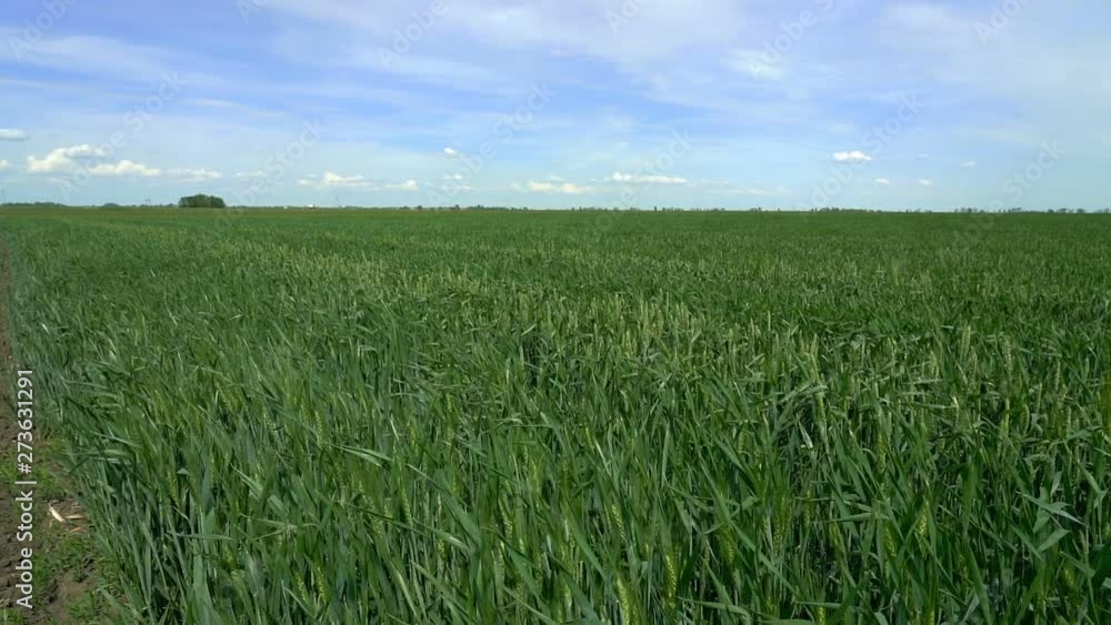 Green Wheat Waving in the Wind With a Blue Cloudy Sky Background Green Wheat Waving in the Wind With a Blue Cloudy Sky Background