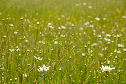Late spring meadow flowers