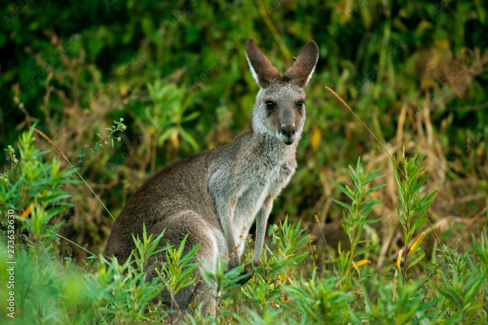 Cute Australian Kangaroo