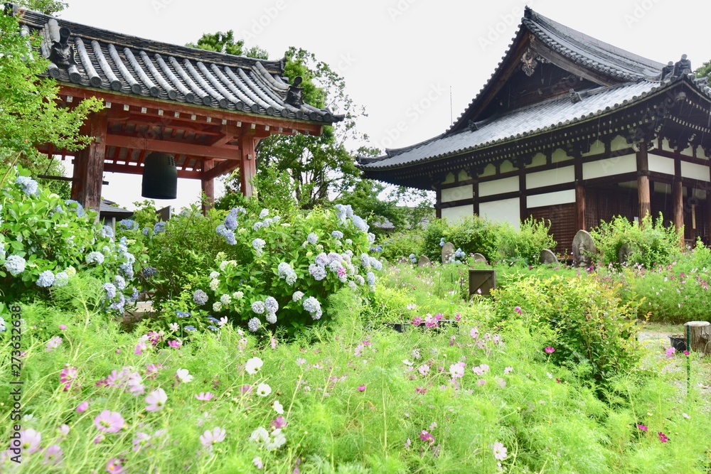 同時に咲く日本の寺のアジサイとコスモス 同時に咲く日本の寺のアジサイとコスモス