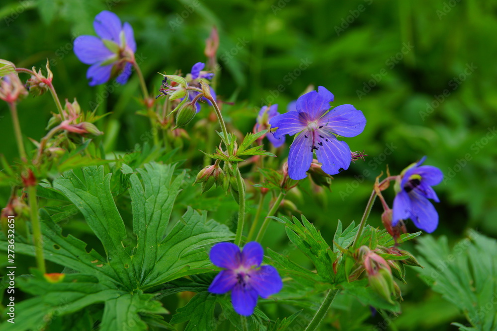 Floral background. purple blue rustic field flowers five petals little flowers day