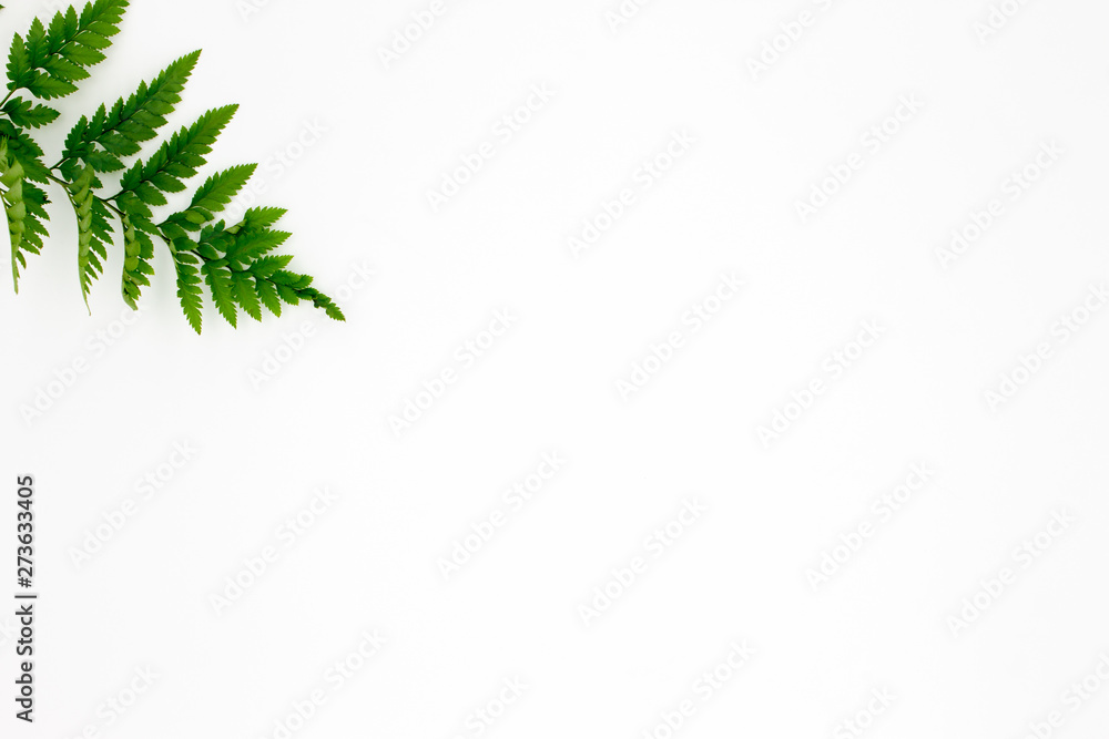 Green fern leaf on white background flat lay space for text Green fern leaf on white background flat lay space for text