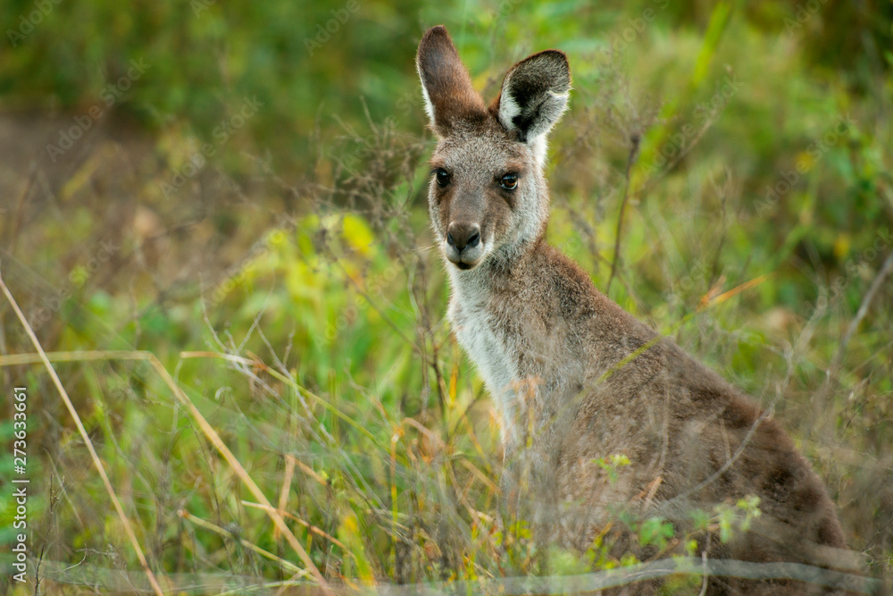 Cute Australian Kangaroo
