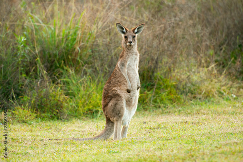 Cute Australian Kangaroo